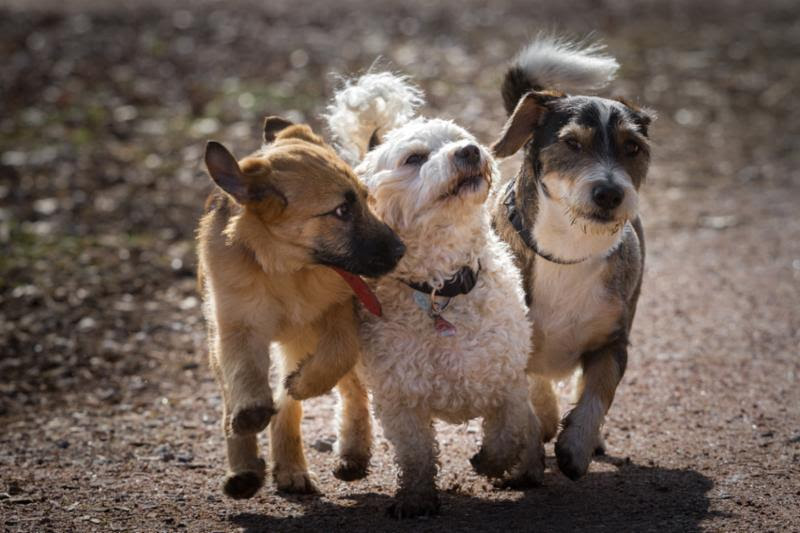 Join the Mission: Volunteers Needed for Four Legs Good NY/NJ