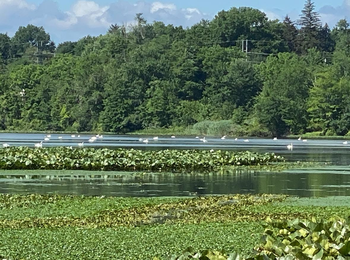 Town of Clarkstown Secures NYSDEC Grant to Combat Invasive Species at Congers Lake Memorial Park
