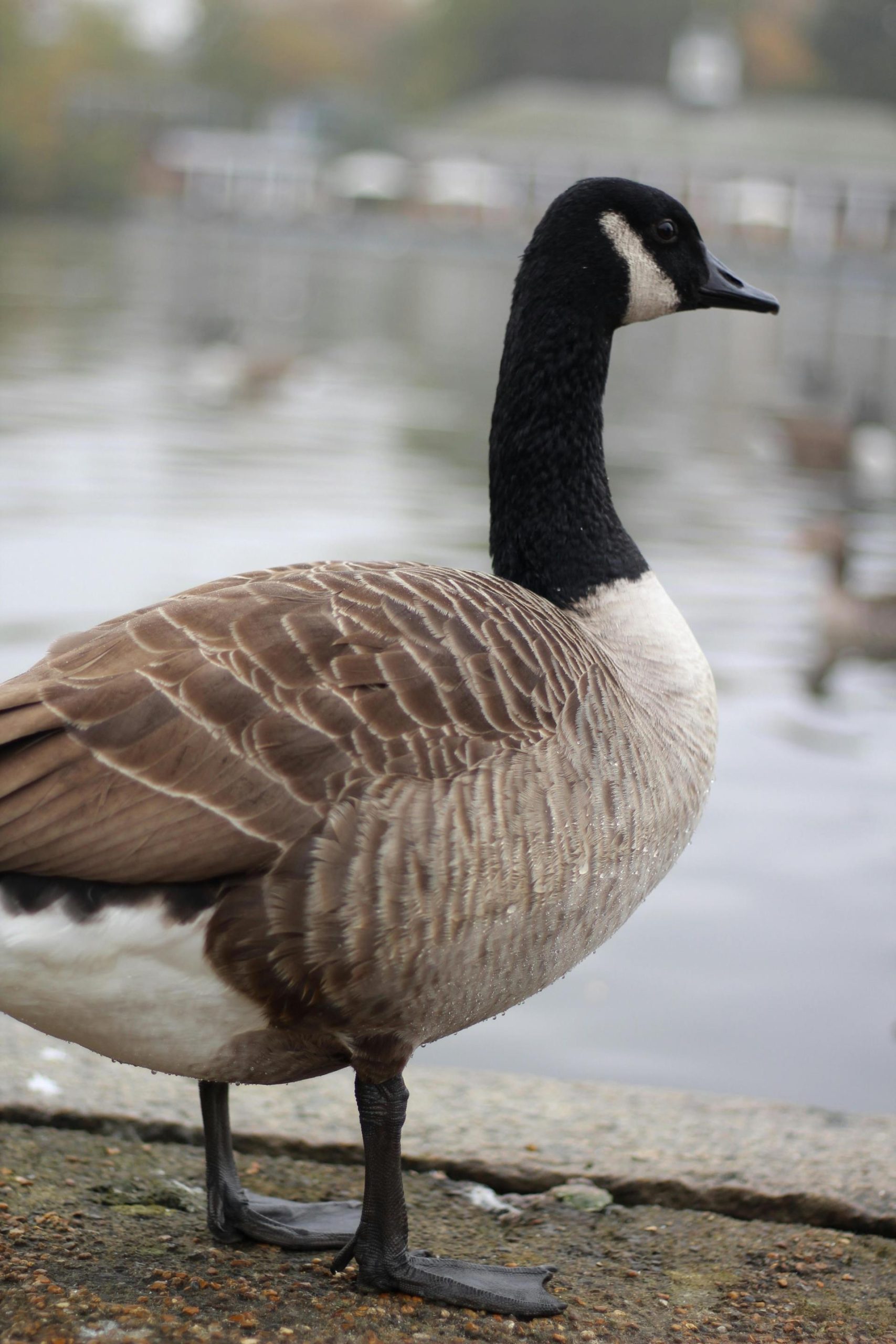 H5N1 Avian Influenza Detected in Wild Canada Goose in Rockland