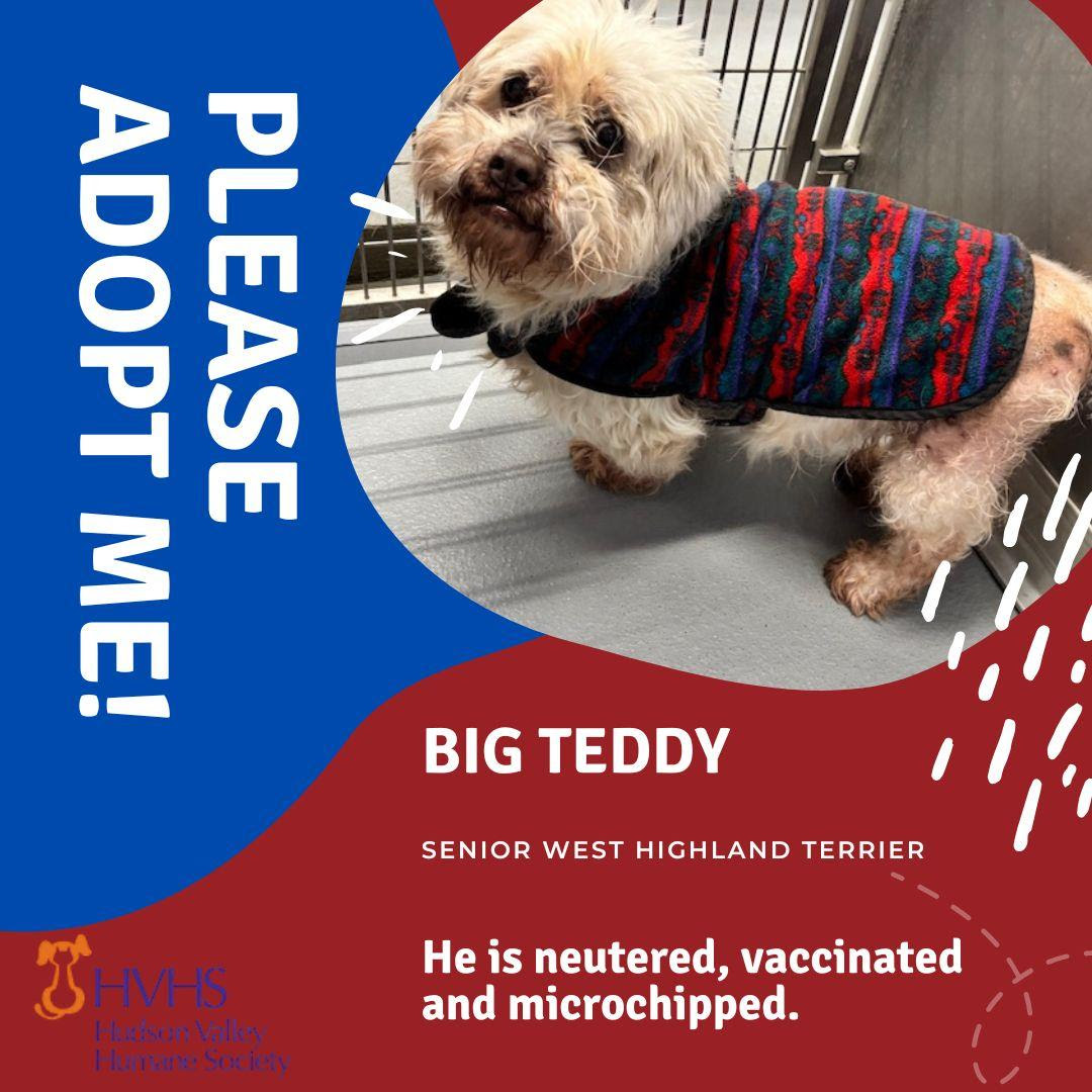 Support Our Furry Friends at the Hudson Valley Humane Society