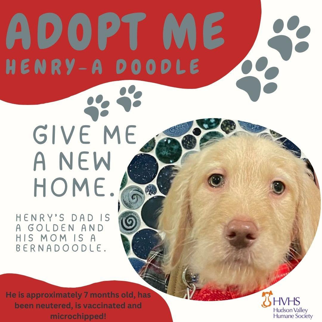 Adopt a Pup from Hudson Valley Humane Society