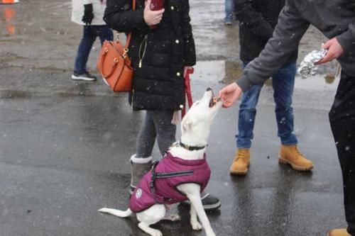 Stony Point Seals Polar Plunge 39