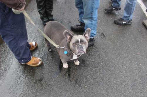 Stony Point Seals Polar Plunge 12
